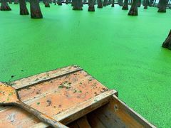 -渌洋湖湿地公园
