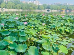 -济南大明湖景区