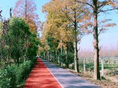 -上海长兴岛郊野公园