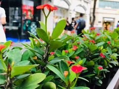 -满记甜品(富华里店)