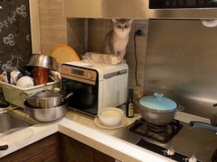 -东方名猫馆·英短金渐层布偶猫舍(环线广场1号楼店)