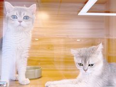-猫十亿·布偶金渐层·曼基康矮脚猫舍(青年路店)