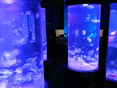 -悉尼海洋生物水族馆