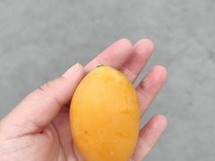 -油麻地果栏