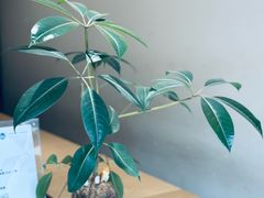 -Onirii Coffee(长乐路店)