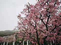 -苏州上方山国家森林公园
