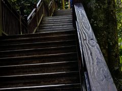 -西双版纳原始森林公园