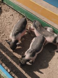 -上美四季动物农场