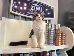 -猫大福·Fortune Cat猫舍(百子湾店)