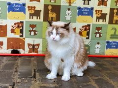 -喵屿·大理花园猫咖