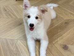 -翊宠yipet猫狗购宠庄园