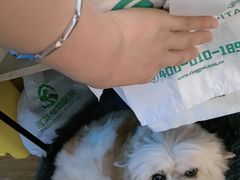 -瑞派紫金宠物医院24小时·骨科·中兽医·重症转诊中心(番禺大石院)