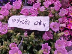 -花鸟鱼虫鲜花绿植市场(玉泉路店)