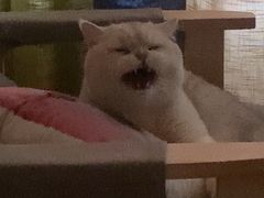 -喵zoo家庭繁育猫舍(尖东智能花园店)