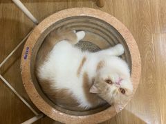-滚猫咖啡·猫咖·猫友好撸猫(未来城店)