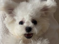 -心仪动物医院·牙专科·肿瘤·心脏科(西客站院)