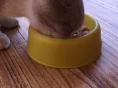 -猫小院猫主题咖啡厅(北锣店)