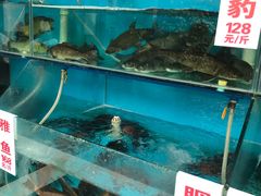 -高坎一品甲鱼庄(两河店)