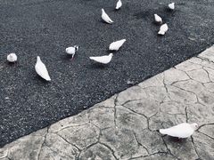 -燕塞湖鸟语林景区