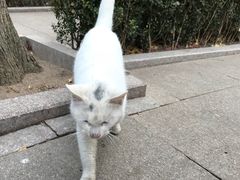 -青岛崂山太清宫