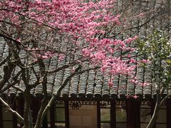 -西泠印社