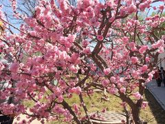 -石家庄市植物园