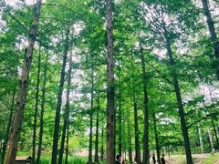 -白水寺森林公园