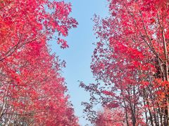 -阳澄湖半岛旅游度假区