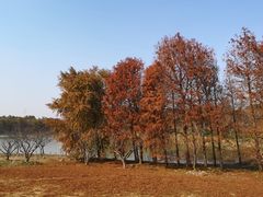 -上海海湾国家森林公园