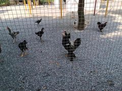 -苏州太湖西山岛开心农场