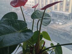 -恒客隆超市(自由大路店)