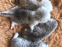 -佳怡动物医院·平价24小时·猫专科骨外科