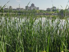 -莲花池公园