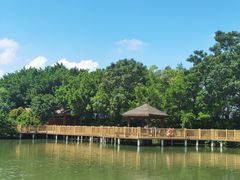 -大湾区中央湿地公园