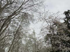 -武汉大学-樱园