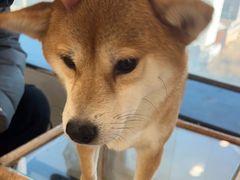 -共舞时光猫咖·狗咖(新街口店)