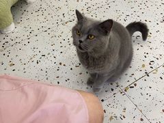 -柚子猫舍·精品猫舍购猫·猫咪认养·购宠·宠物店