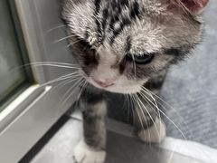 -纳吉亚猫专科动物医院博雅分院