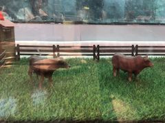 -为什么牛潮汕牛肉火锅(中信广场店)