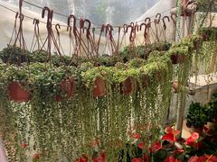 -桂林市花鸟市场