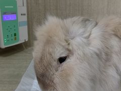 -北京观赏动物医院·24小时大型综合·猫专科·异宠专科