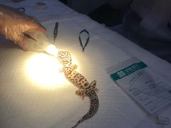 -瑞派·关忠动物医院·异宠专科·犬猫肿瘤·皮肤专科(望京店)