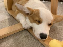 -浣熊柯尔鸭土拨鼠·电玩咖