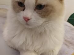 -喵喵咪呀布偶猫咖(春熙路店)