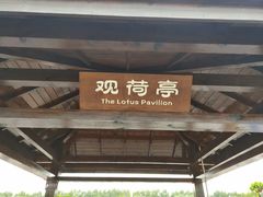 -大湾区中央湿地公园