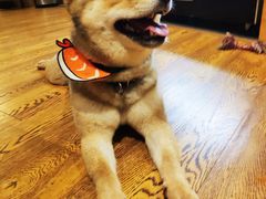 -柴务处·柴犬主题狗咖