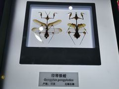 -上海昆虫博物馆