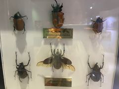-上海昆虫博物馆