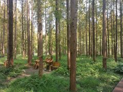 -黄海国家森林公园