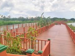 -芒洲湿地公园